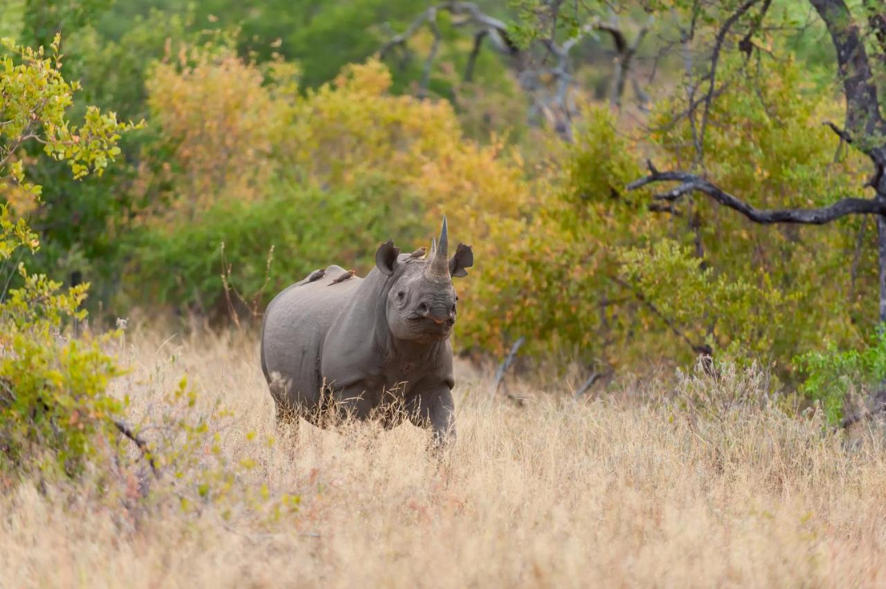 Pondoro Game Lodge Khu bảo tồn Khu bảo tồn Balule Game Reserve Ngoại thất bức ảnh