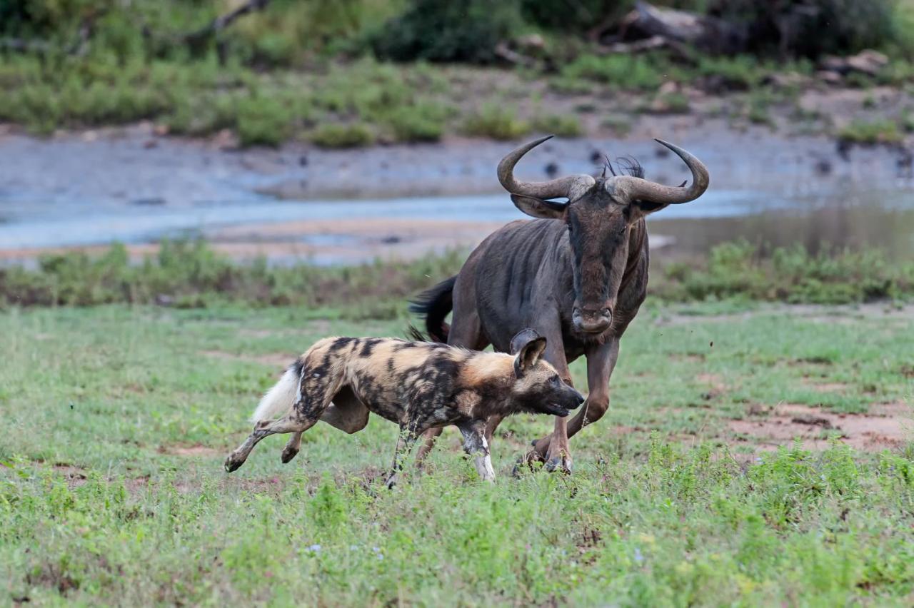 Pondoro Game Lodge Khu bảo tồn Khu bảo tồn Balule Game Reserve Ngoại thất bức ảnh