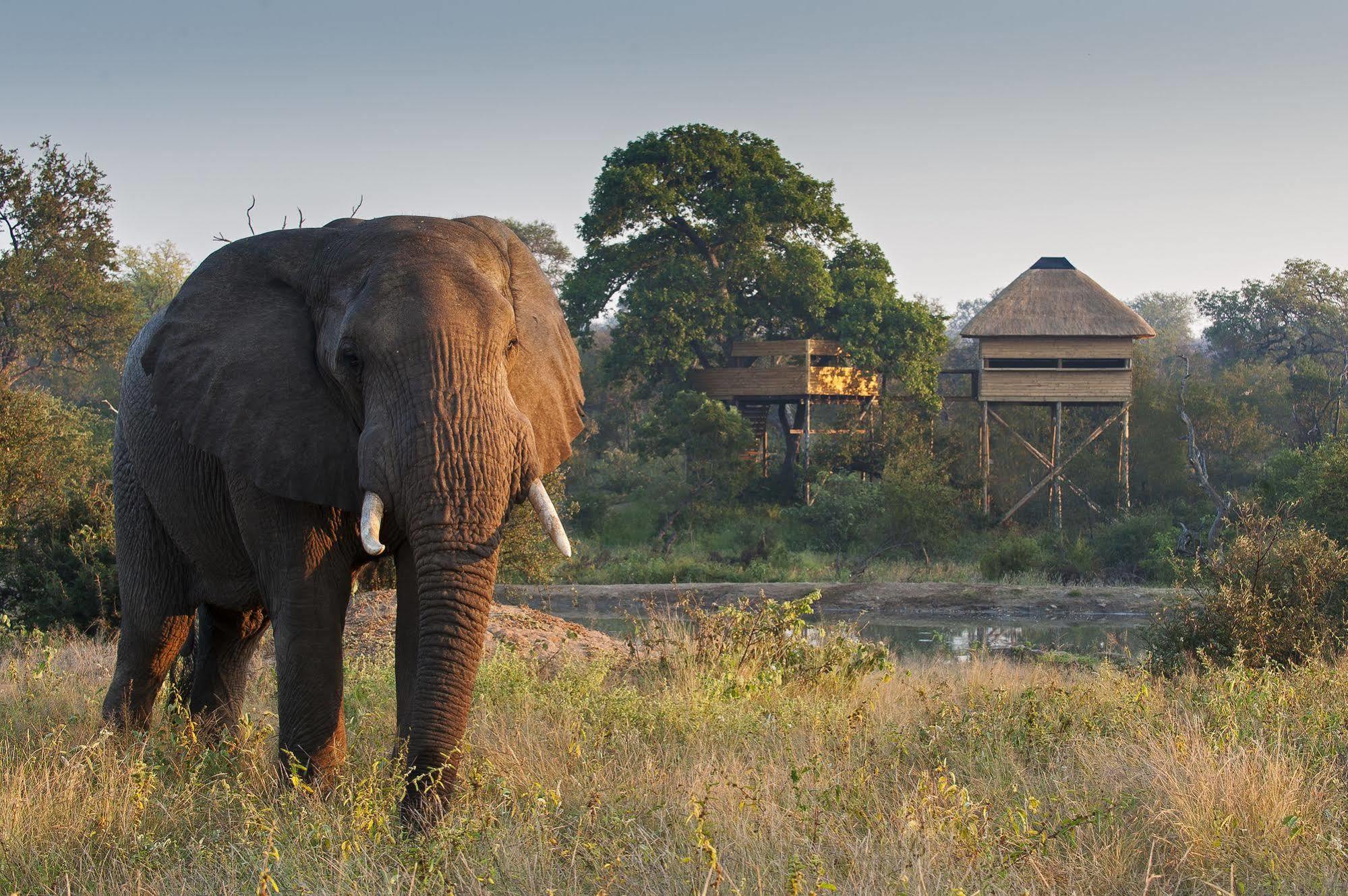 Pondoro Game Lodge Khu bảo tồn Khu bảo tồn Balule Game Reserve Ngoại thất bức ảnh